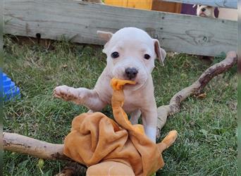 Wunderschöne Bulldog Bully Baby´s  suchen Lieblingsmensch(en)