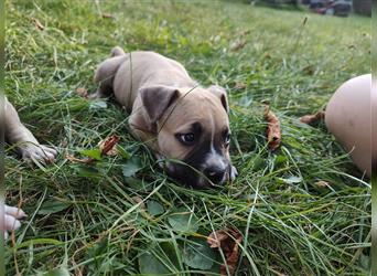 Wunderschöne Bulldog Bully Baby´s  suchen Lieblingsmensch(en)