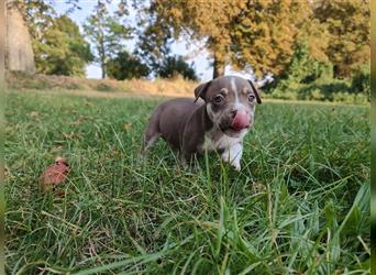 Wunderschöne Bully Baby´s in tollen Farben suchen Lieblingsmensch(en)