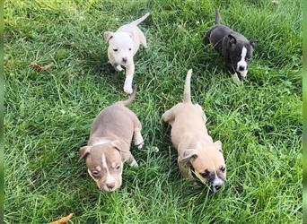 Wunderschöne Bully Baby´s in tollen Farben suchen Lieblingsmensch(en)