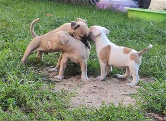 Bezaubernde American Bulldog Mix x Bully  Welpen