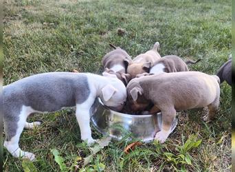 Wunderschöne Bully Baby´s in tollen Farben suchen Lieblingsmensch(en)