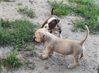 Bezaubernde American Bulldog Mix x Bully  Welpen