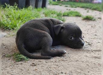 Bezaubernde American Bulldog Mix x Bully  Welpen