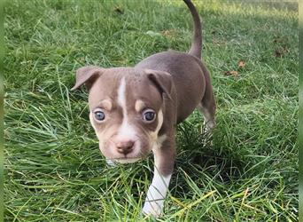 Bezaubernde American Bulldog Mix x Bully  Welpen