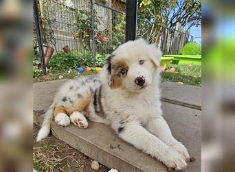 Australian Shepherd welpen Showlinie blue eyed aus familiärer Hobbyzucht  frei von Erbkrankheiten