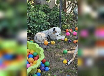 Australian Shepherd welpen Showlinie blue eyed aus familiärer Hobbyzucht  frei von Erbkrankheiten