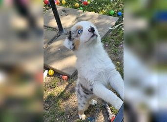 Australian Shepherd welpen Showlinie blue eyed aus familiärer Hobbyzucht  frei von Erbkrankheiten