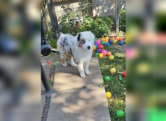 Australian Shepherd welpen Showlinie blue eyed aus familiärer Hobbyzucht  frei von Erbkrankheiten