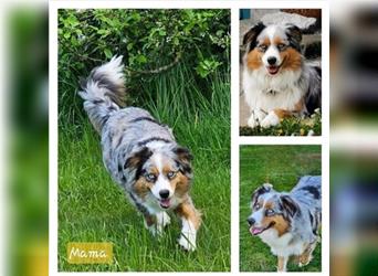 Australian Shepherd welpen Showlinie blue eyed aus familiärer Hobbyzucht  frei von Erbkrankheiten