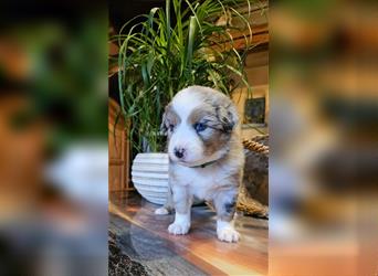 Australian Shepherd welpen Showlinie blue eyed aus familiärer Hobbyzucht  frei von Erbkrankheiten