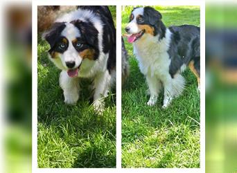 Australian Shepherd welpen Showlinie blue eyed aus familiärer Hobbyzucht  frei von Erbkrankheiten