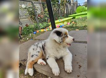 Australian Shepherd welpen Showlinie blue eyed aus familiärer Hobbyzucht  frei von Erbkrankheiten