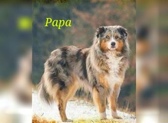 Australian Shepherd welpen Showlinie blue eyed aus familiärer Hobbyzucht  frei von Erbkrankheiten