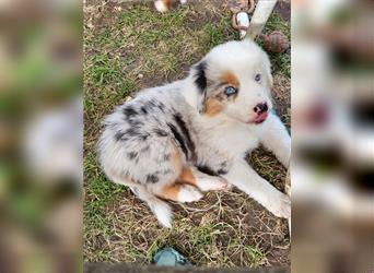 Australian Shepherd welpen Showlinie blue eyed aus familiärer Hobbyzucht  frei von Erbkrankheiten