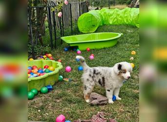 Australian Shepherd welpen Showlinie blue eyed aus familiärer Hobbyzucht  frei von Erbkrankheiten