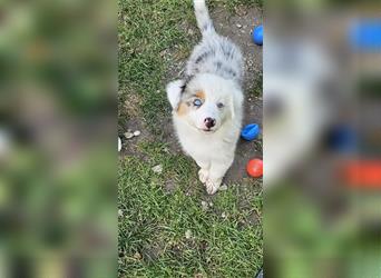 Australian Shepherd welpen Showlinie blue eyed aus familiärer Hobbyzucht  frei von Erbkrankheiten