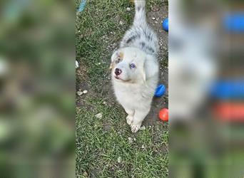 Australian Shepherd welpen Showlinie blue eyed aus familiärer Hobbyzucht  frei von Erbkrankheiten