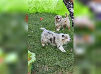 Australian Shepherd welpen Showlinie blue eyed aus familiärer Hobbyzucht  frei von Erbkrankheiten