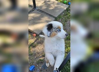 Australian Shepherd welpen Showlinie blue eyed aus familiärer Hobbyzucht  frei von Erbkrankheiten