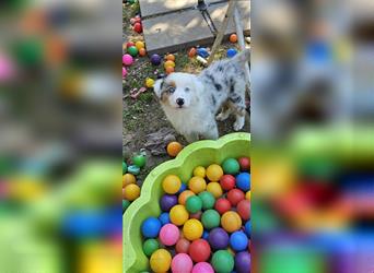 Australian Shepherd welpen Showlinie blue eyed aus familiärer Hobbyzucht  frei von Erbkrankheiten