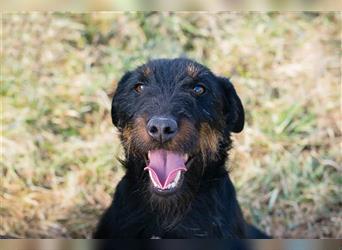 SPARKY - der süße Jagdterrier-Rüde ist ein tolles Beispiel für den "besten Freund des Menschen!"