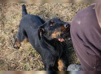 SPARKY - der süße Jagdterrier-Rüde ist ein tolles Beispiel für den "besten Freund des Menschen!"