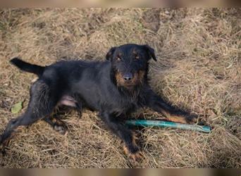 SPARKY - der süße Jagdterrier-Rüde ist ein tolles Beispiel für den "besten Freund des Menschen!"