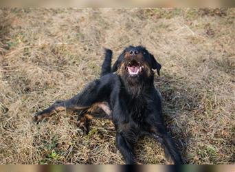 SPARKY - der süße Jagdterrier-Rüde ist ein tolles Beispiel für den "besten Freund des Menschen!"