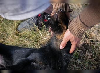 SPARKY - der süße Jagdterrier-Rüde ist ein tolles Beispiel für den "besten Freund des Menschen!"