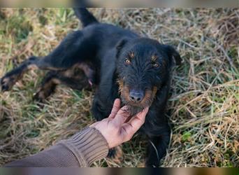 SPARKY - der süße Jagdterrier-Rüde ist ein tolles Beispiel für den "besten Freund des Menschen!"