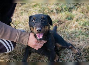 SPARKY - der süße Jagdterrier-Rüde ist ein tolles Beispiel für den "besten Freund des Menschen!"