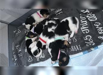 Süße Jack Russel welpen 1 Rüde und 5 Hündinnen