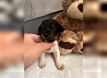 Süße Jack Russel welpen 1 Rüde und 5 Hündinnen