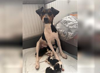 Süße Jack Russel welpen 1 Rüde und 5 Hündinnen