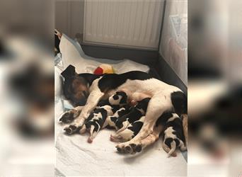 Süße Jack Russel welpen 1 Rüde und 5 Hündinnen