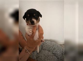 Süße Jack Russel welpen 1 Rüde und 5 Hündinnen