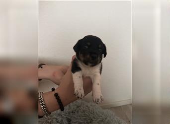 Süße Jack Russel welpen 1 Rüde und 5 Hündinnen