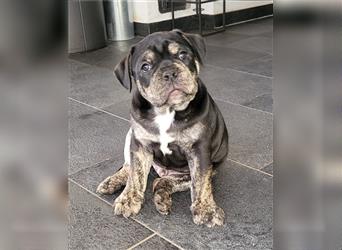 Old english bulldog welpen