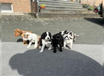 Mini Cotralian Cocker spaniel X Miniatur Australian Shepherd Hybrid Welpen