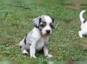 Engl. Mini COTRALIAN Welpen COCKER SPANIEL MINI AUSSIE MIX ab dem 29.9