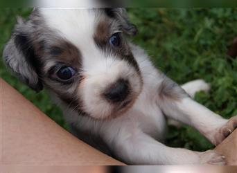 Mini COTRALIAN Welpen COCKER SPANIEL MINI AUSSIE MIX ab dem 29.9