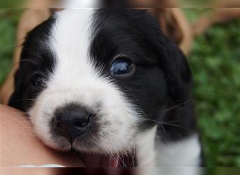 Mini COTRALIAN Welpen COCKER SPANIEL MINI AUSSIE MIX ab dem 29.9