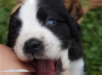 Mini COTRALIAN Welpen COCKER SPANIEL MINI AUSSIE MIX ab dem 29.9