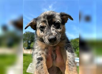 Schäferhund Australian Shepherd Mischling Mix Welpen ab 19.8 aus gesunden Eltern