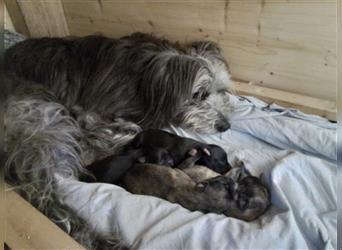 Welpen Hütehund Schäferhund Berger des Pyrenees