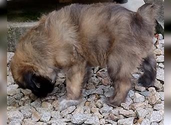 Welpen Hütehund Schäferhund Berger des Pyrenees