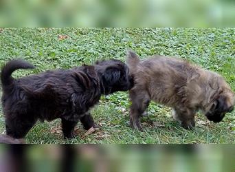 Welpen Hütehund Schäferhund Berger des Pyrenees