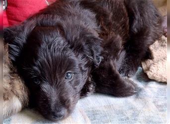 Welpen Hütehund Schäferhund Berger des Pyrenees