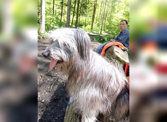 Welpen Hütehund Schäferhund Berger des Pyrenees